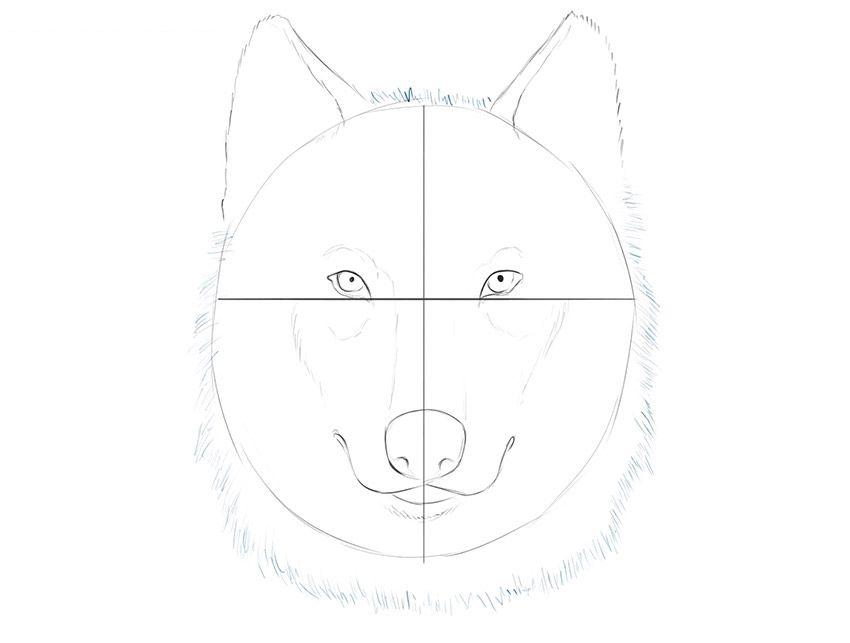 如何一步一步画狼脸